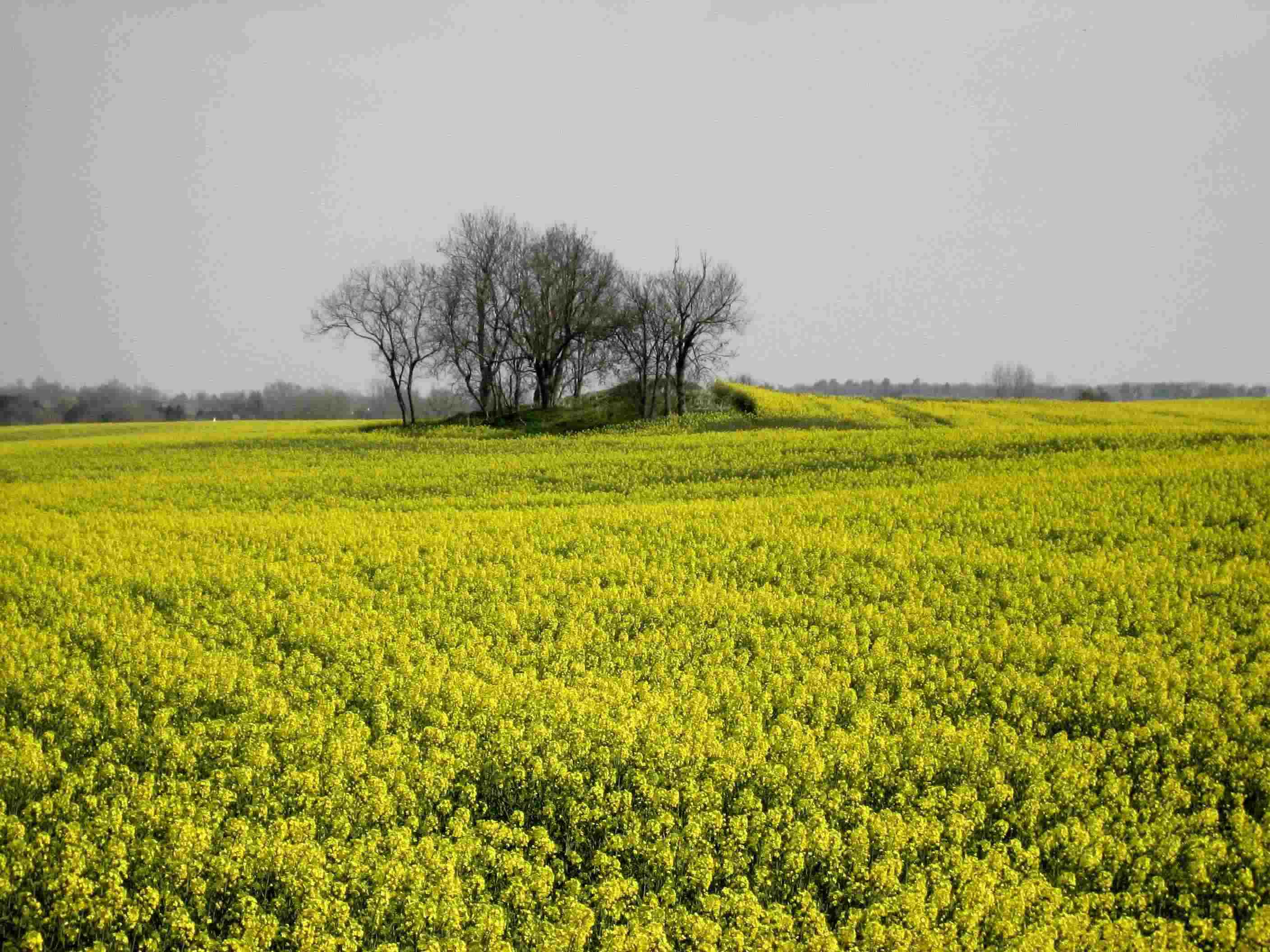 Index Scenic fields of yellow
